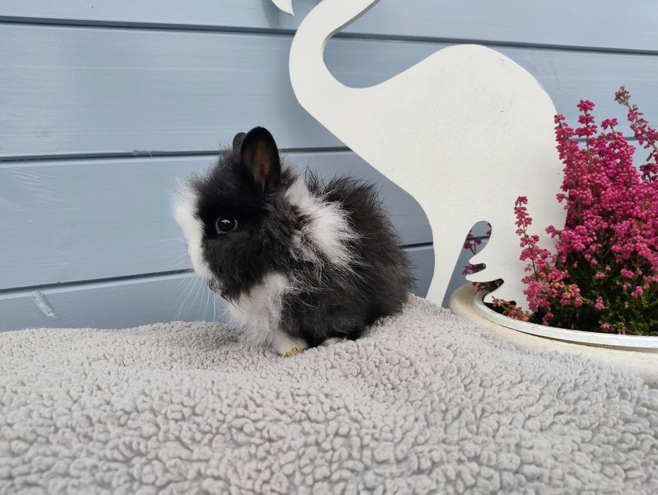 Sprzedam karzełka Teddy