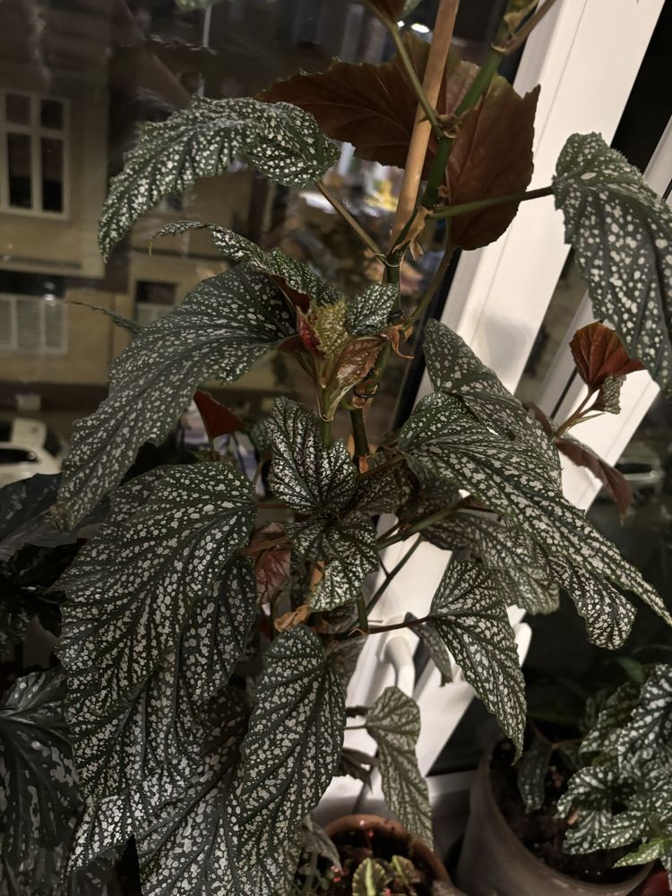 Begonia argenteo guttata sadzonka