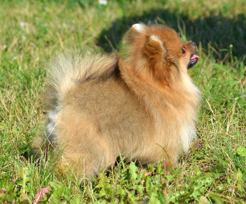 Szpic Miniaturowy Pomeranian śliczna suczka Cleo ZKwP FCI rodowód