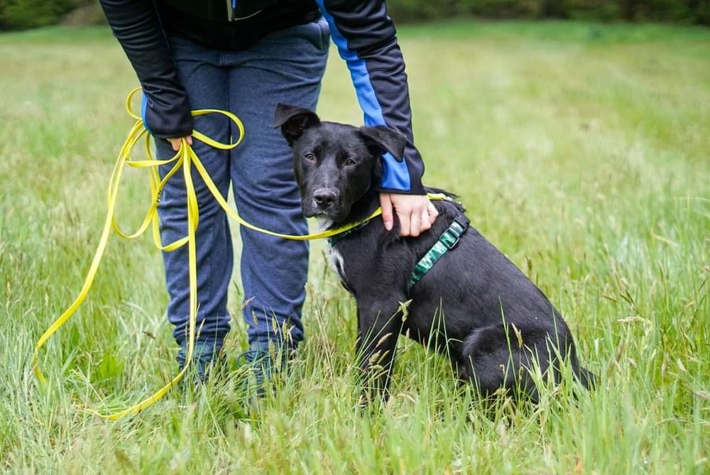 Młodziutki, cudowny Filo w typie TTB szuka domu