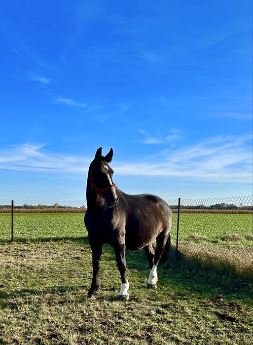 klacze rasy śląskiej z paszportem – wyjątkowe pochodzenie!