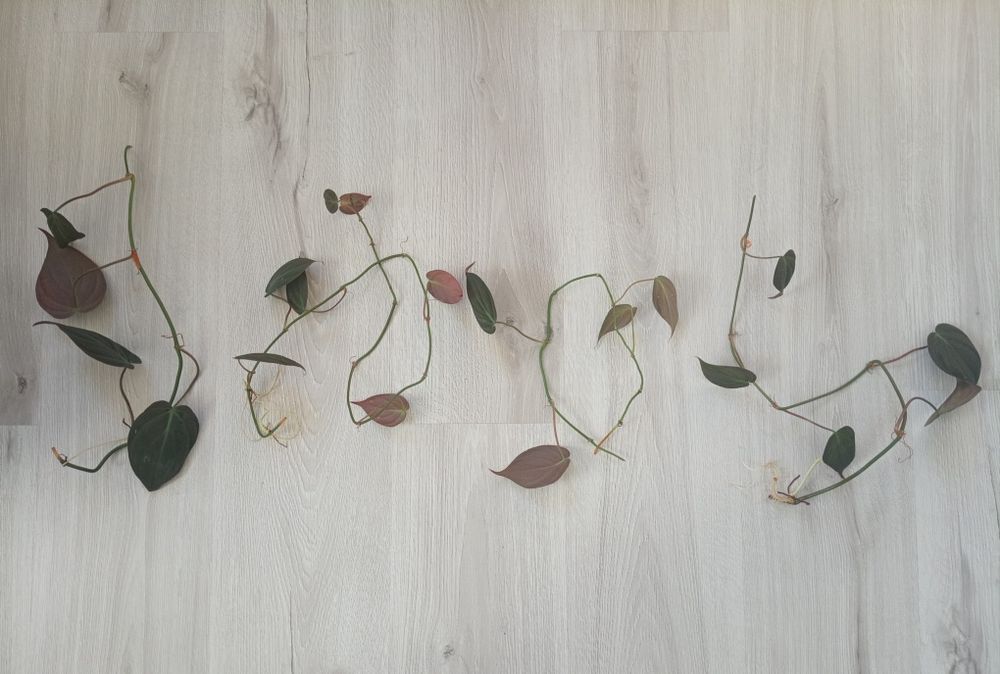 Szczepki roślin po 4zł filodendron micans i scindapsus trebie