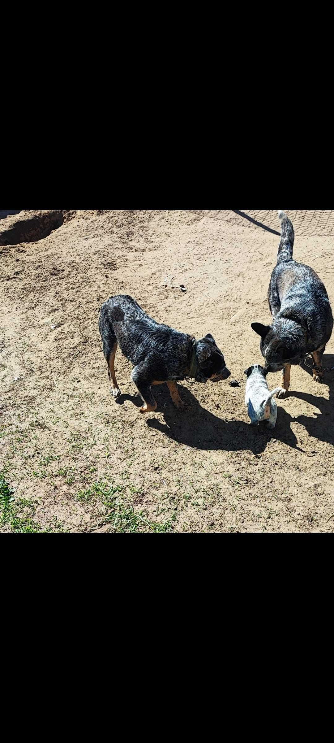 Suczka Australian Cattle Dog