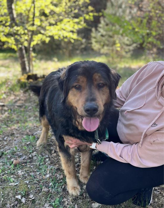 Klusia wyrzucona w lesie po latach stróżowania - adoptuj, uratuj