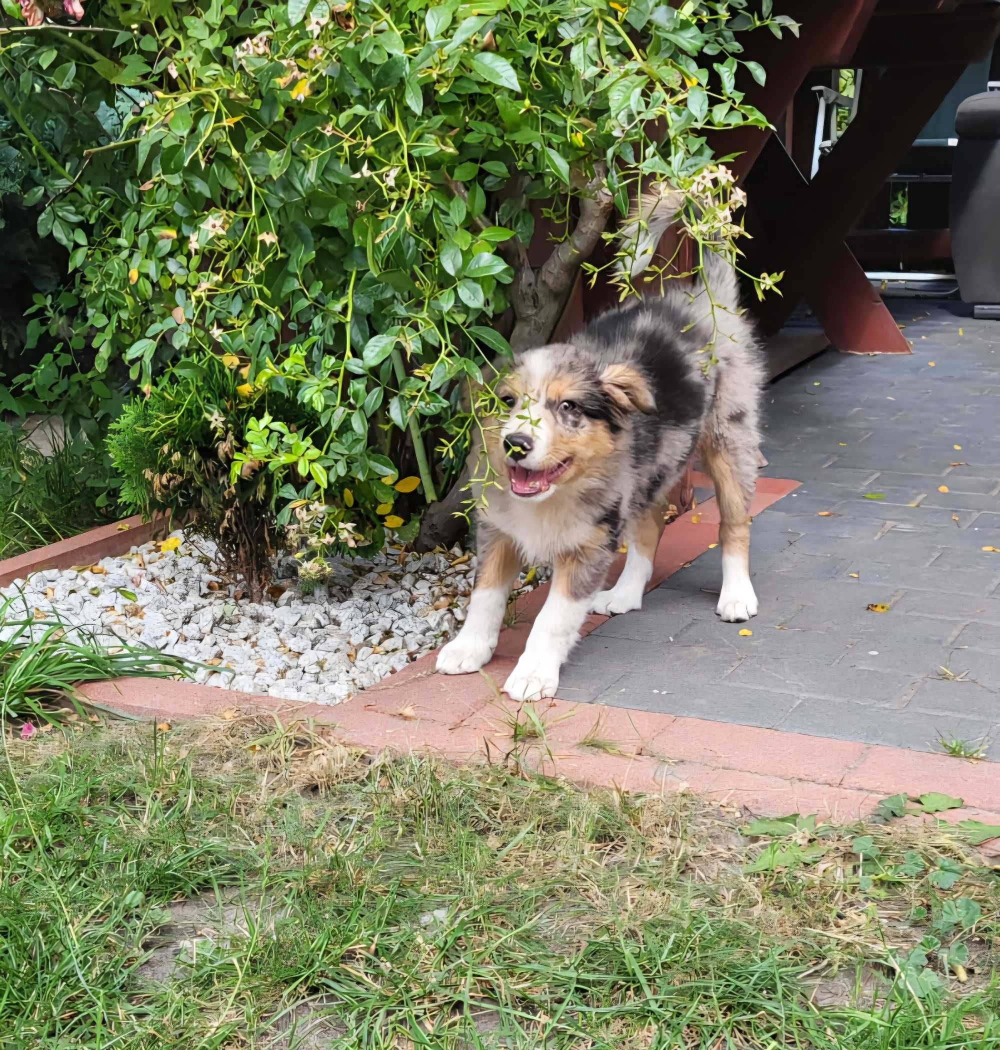 Szczeniak Border Collie piesek