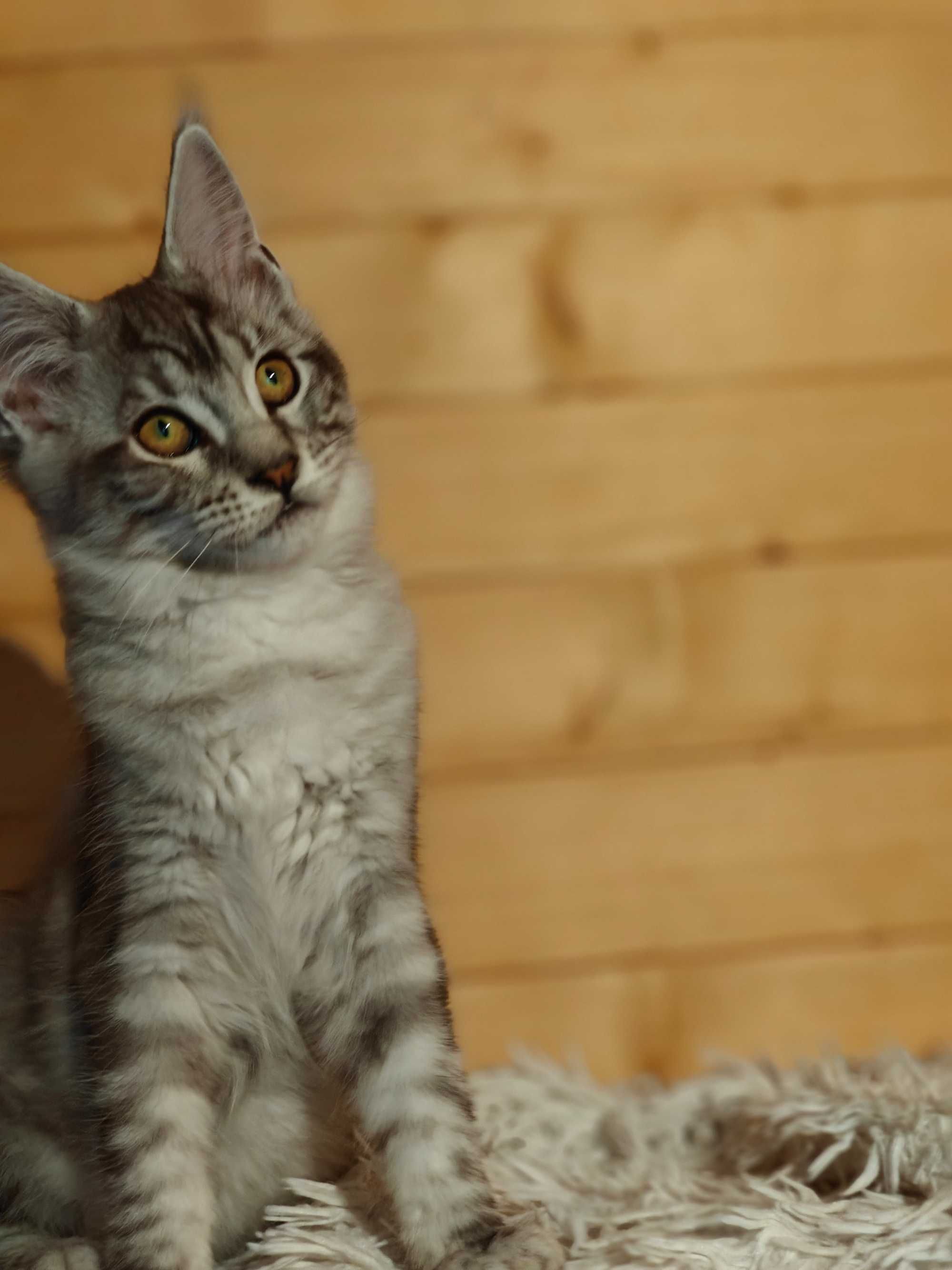 Kocięta Mco Maine coon fpl ccf niebieski dymne kotki kocur do hodowli