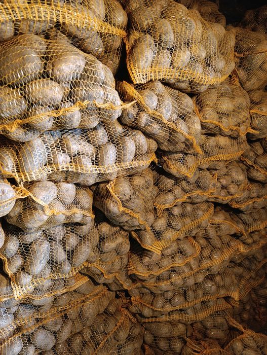 Ziemniaki Jelly 100 worków -9zl