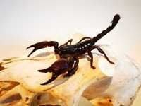 Skorpion Heterometrus sp. skorpiony dla początkujących