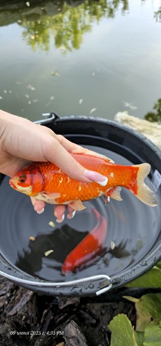 Продам золотих рибок