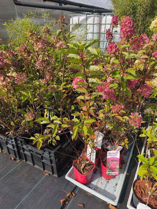 Likwidacja magazynu WYPRZEDAŻ ROŚLIN ogrodowych (Budleje, Hortensje)