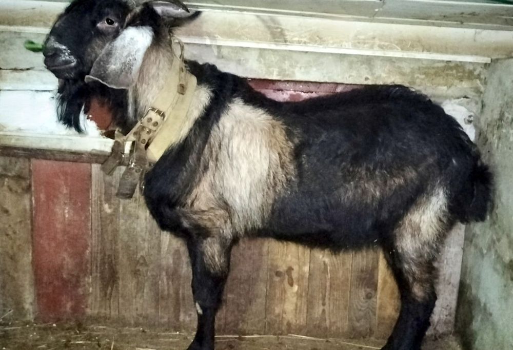 Англо-Нубійський цап, козел