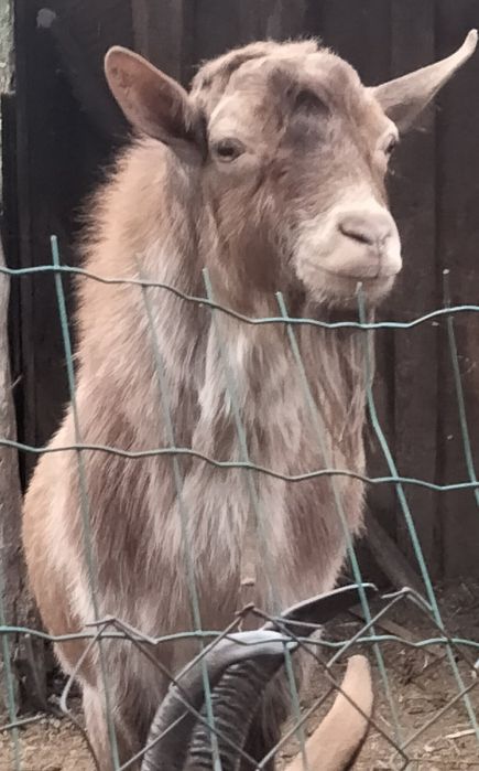 Цап (козел). Покриття кіз