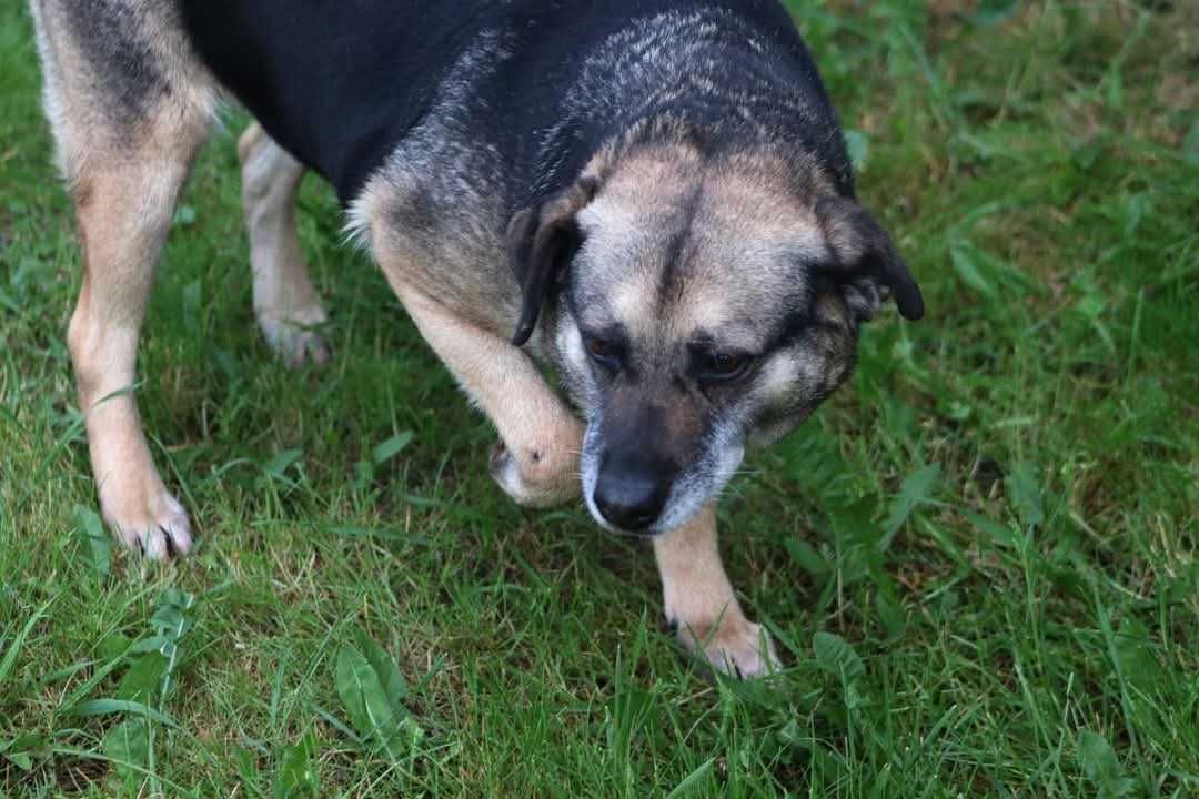 SZAMA czeka na domek
