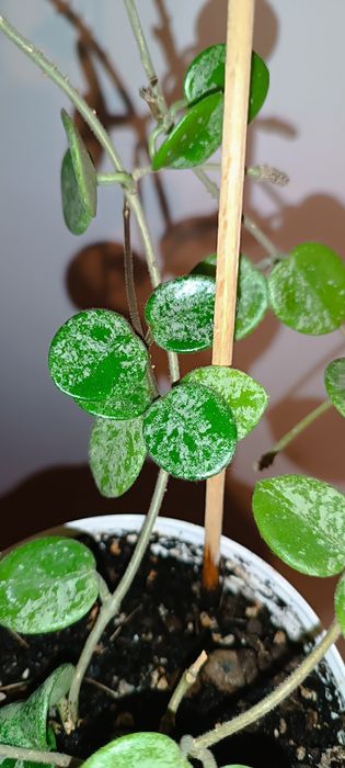 Mathilde Splash hoja hoya