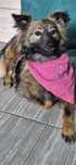 Radosna roczna Roxy do adopcji