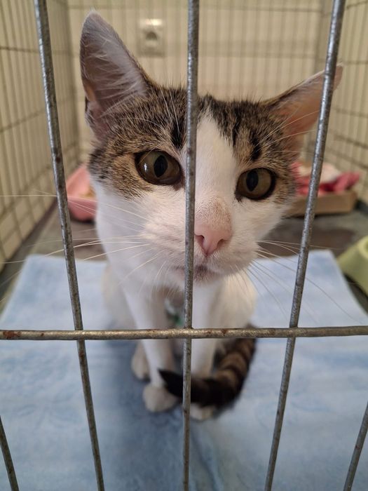 Kochana Zyzia szuka domu