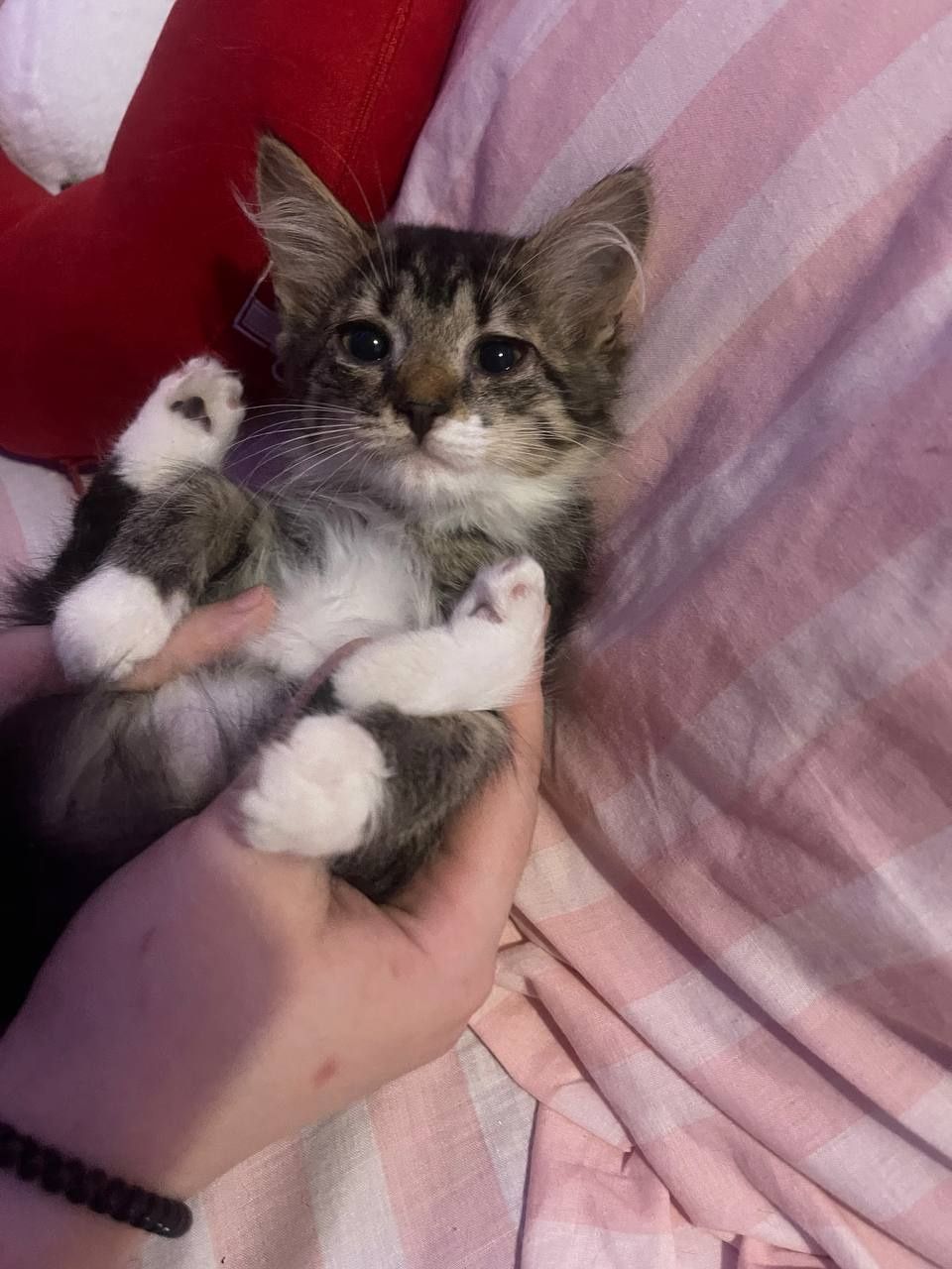 Кошенята 2 місяці.