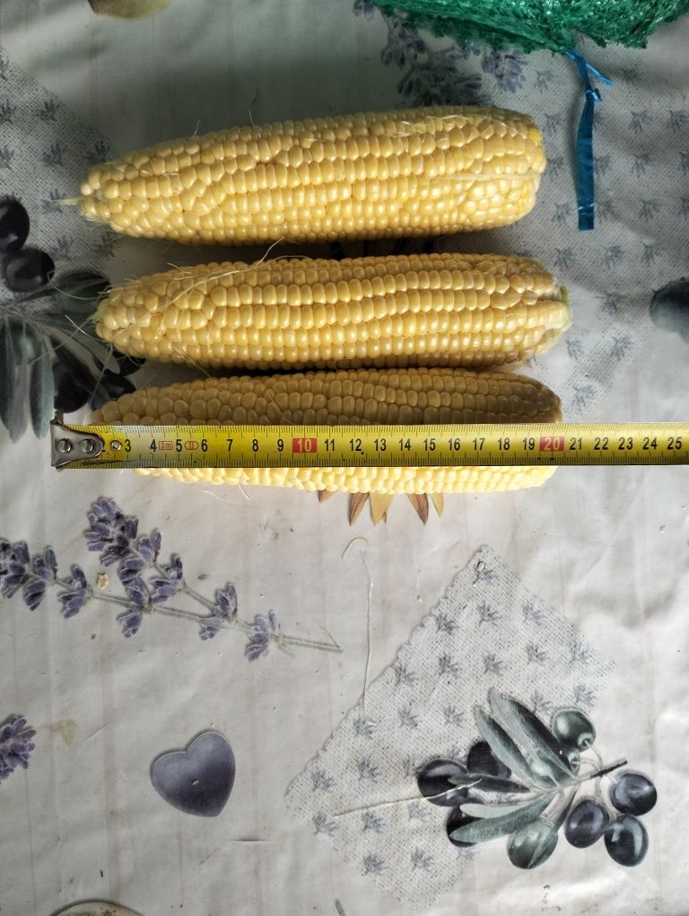 Продам цукрову кукурудзу