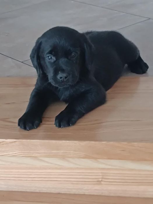Labrador Retriever czarne szczenię