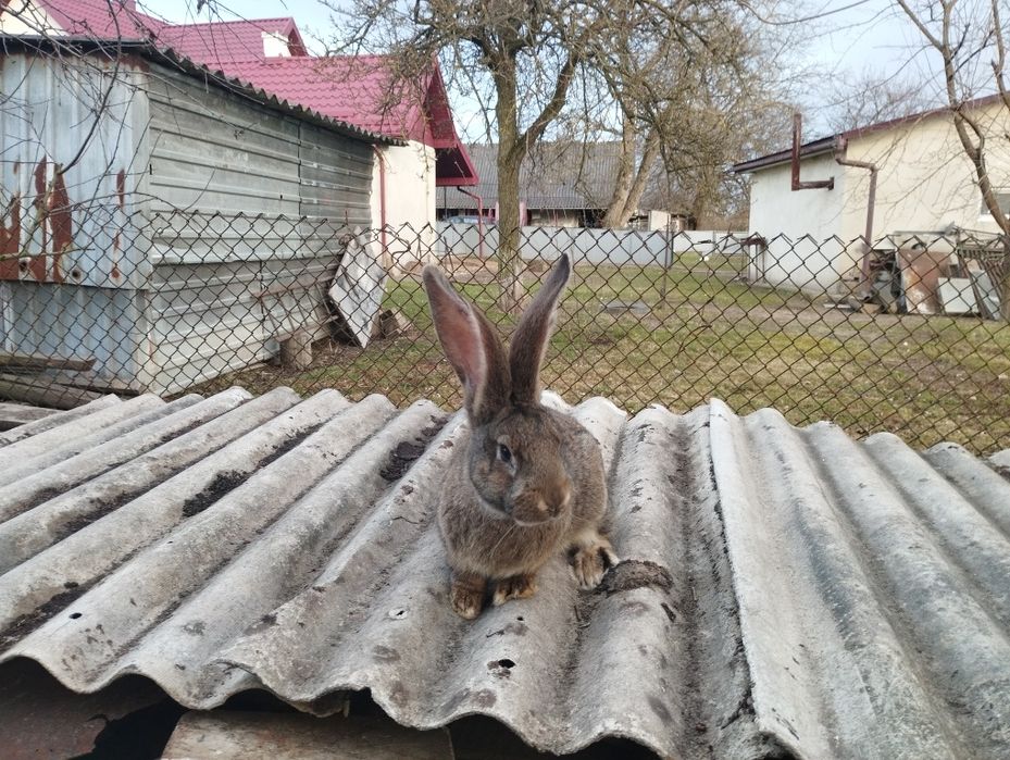 Самець Бельгійський велетень