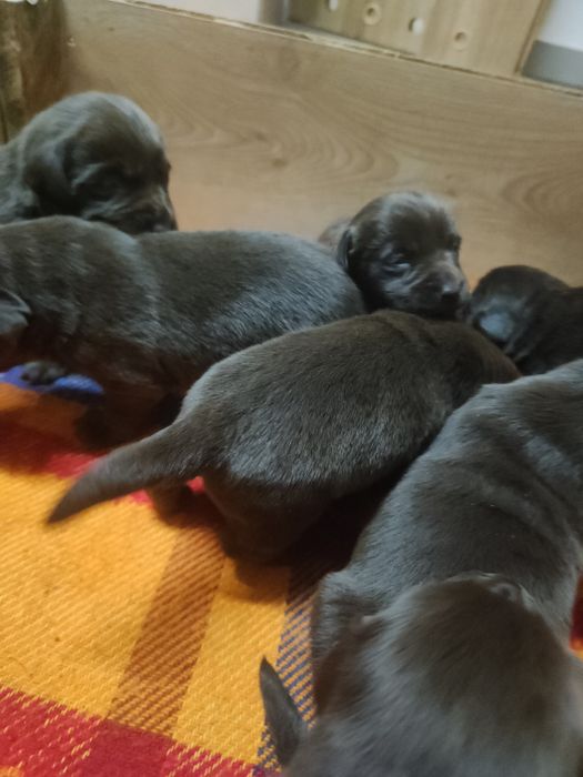 Labrador czekoladowy z rodowodem