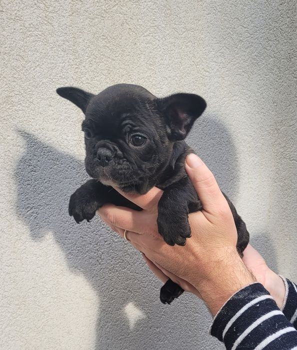 Bulldog francês macho