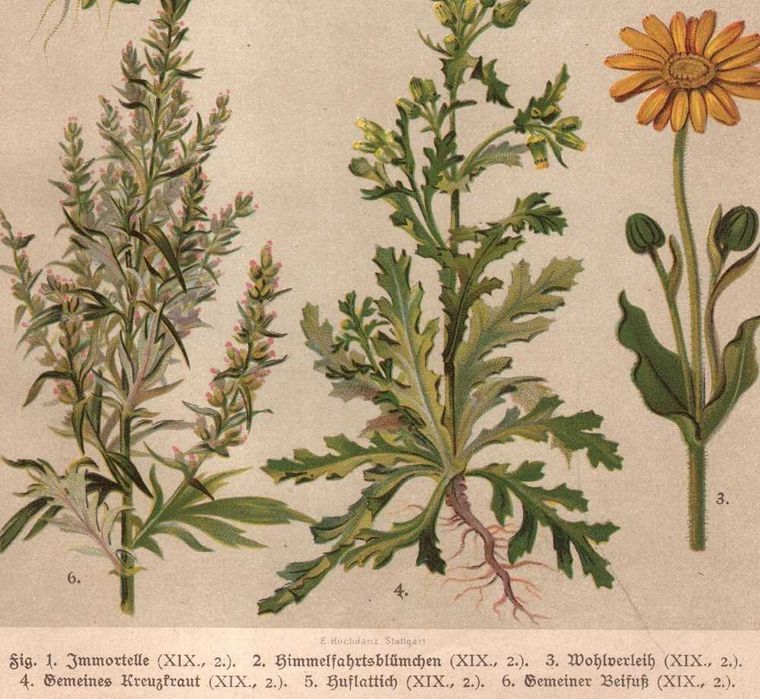 Hochdanz: Rośliny zioła kwiaty botanika litografia 1918 r. autentyk