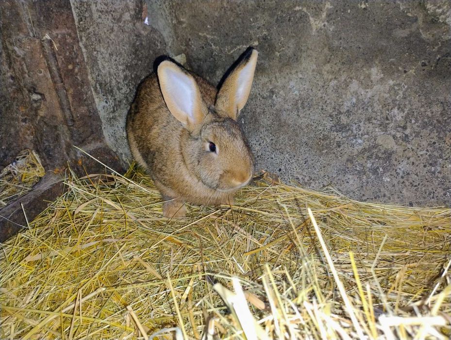 Дорослі кролички