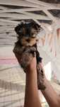 Yorkshire terrier suczka Mia