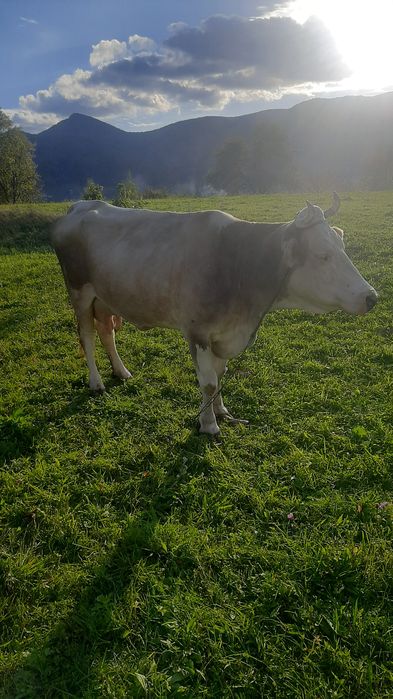 Продам Милашку дуже гарну