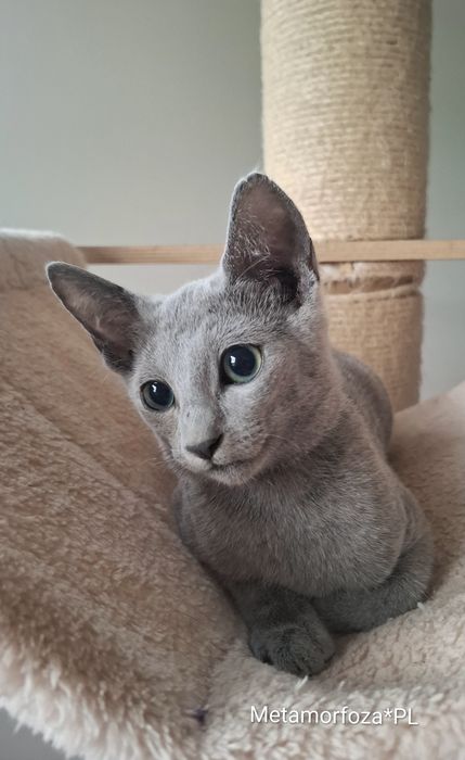 Kocurek rosyjski niebieski - gotowy do odbioru