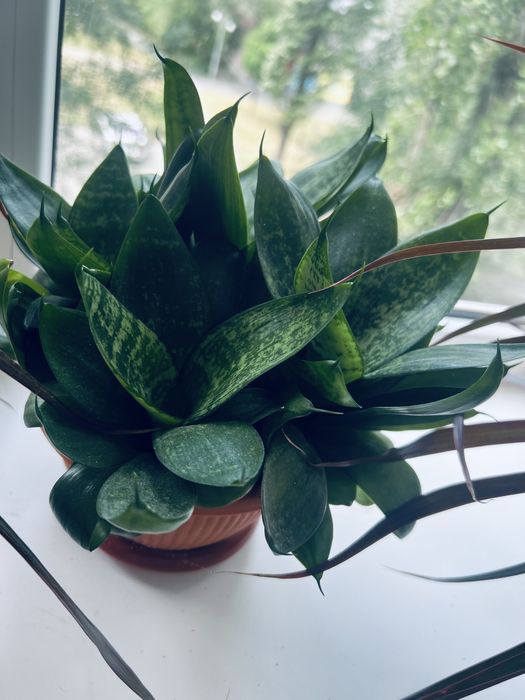 Домашні рослини глоксинія бегонія драцена сансивієрія грошове дерево