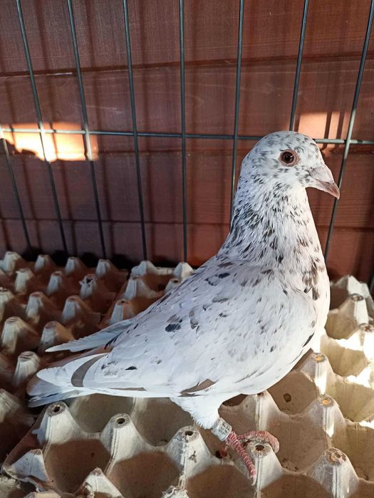 gołębie pocztowe