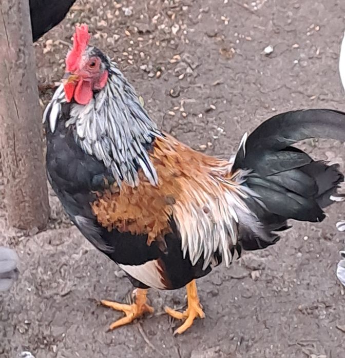 Kogutki karzełek polski, liliputki