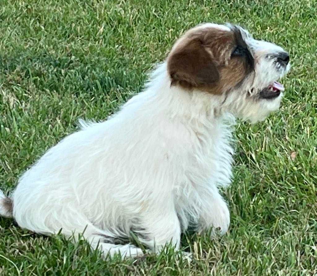 Jack Russell Terrier
