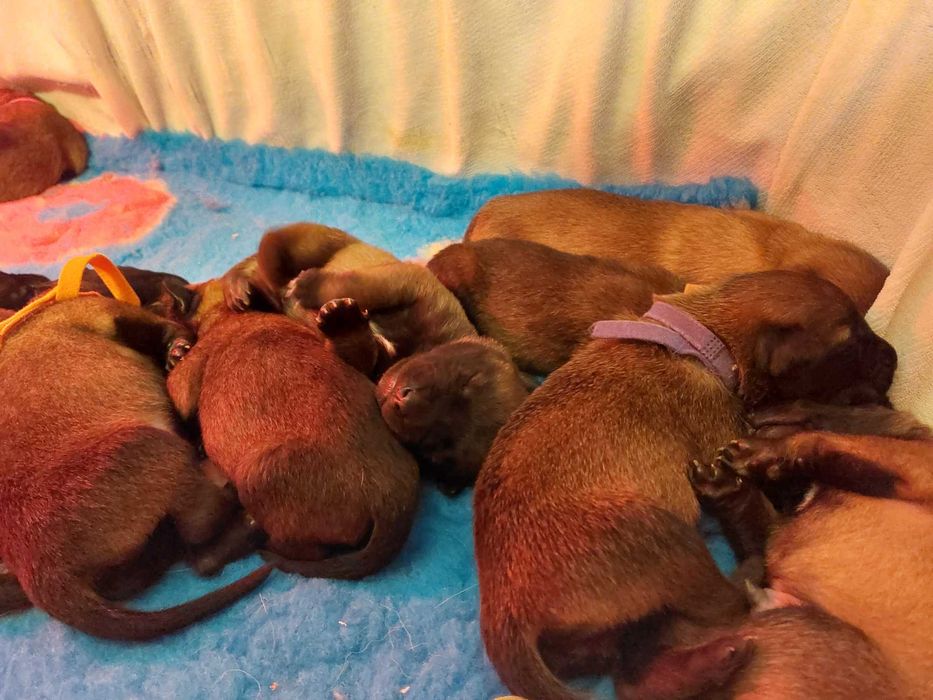 Owczarek Belgijski Malinois Albus Amor ZKWP FCI