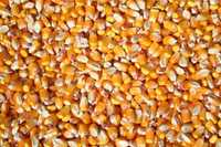 Milho semi miúdo nacional 20kg