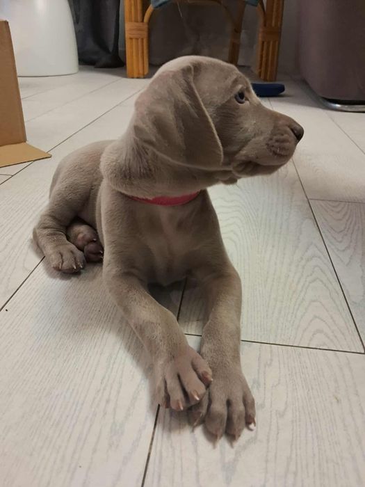 Wyżeł Weimarski szczenię