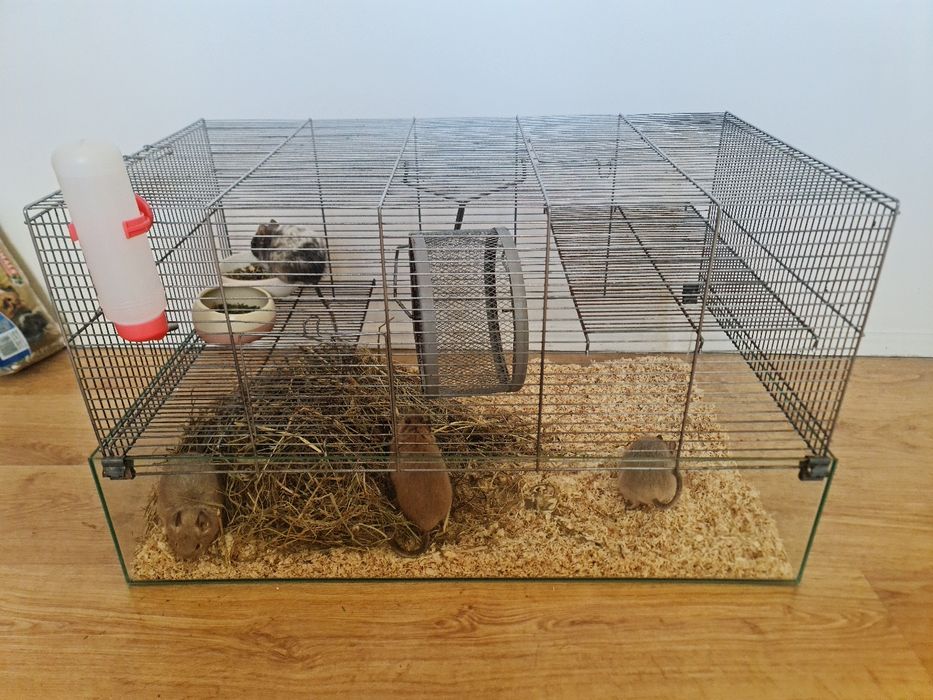 Koszatniczki z całym wyposażeniem