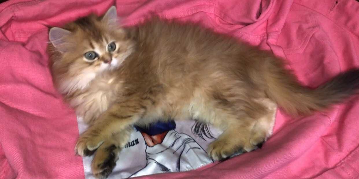 Котики шотландська дівчинка