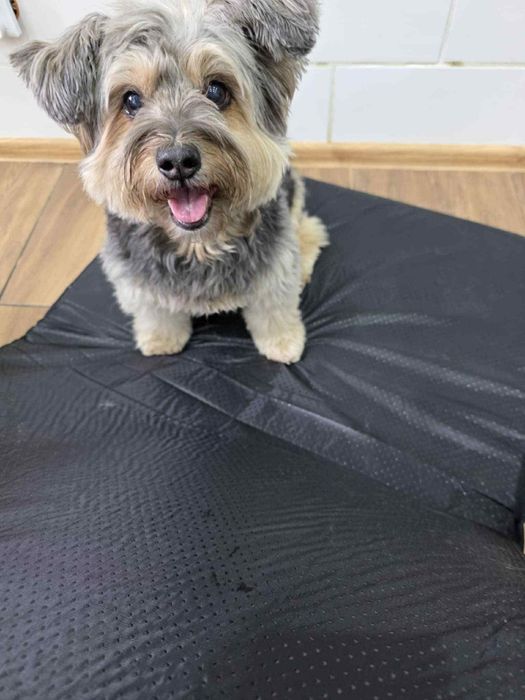 Legowisko dla dużego psa XXL 100x70 – wodoodporne, miękkie, wygodne