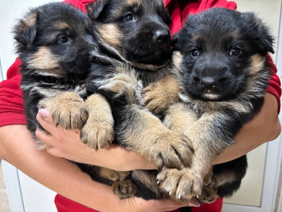 Маленькі принцеси шукають нову родину