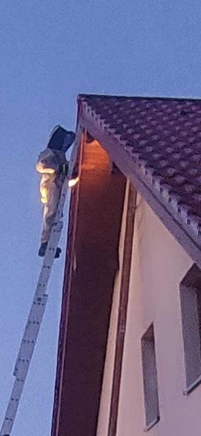 Usuwanie gniazd szerszeni i os Malopolskie