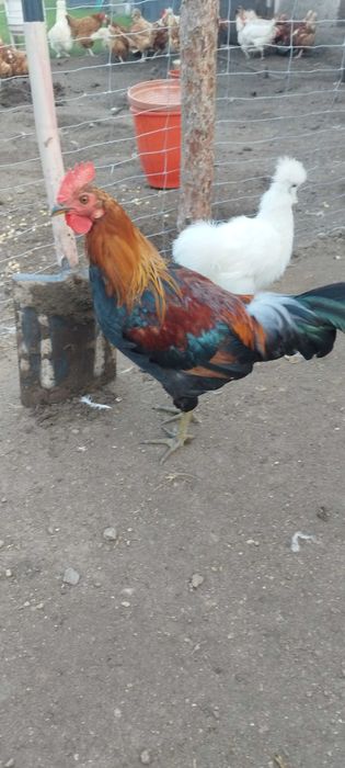 Koguty silka leghorn zielononóżka czubatka
