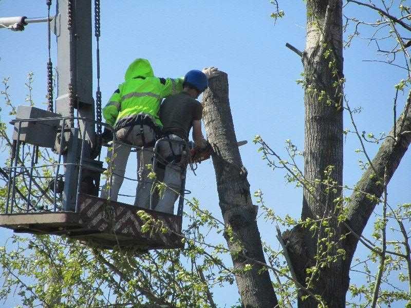 Спил Обрезка Деревьев Покос Травы Уборка Участков Вывоз Мусора