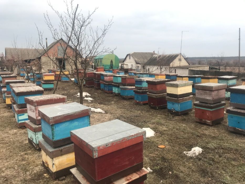 Продам пчелосемьи