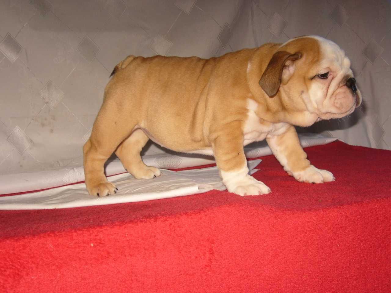 Buldog angielski suczka
