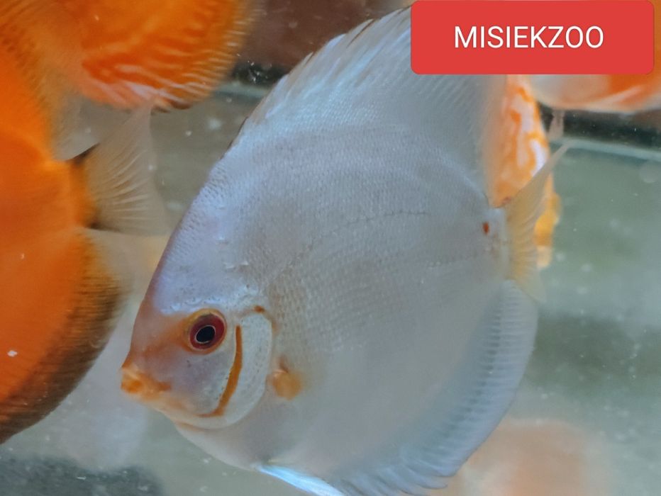 MISIEKZOO Dyskowce - Paletki /Rozmiar 6-6,5 cm tylko 45 zł