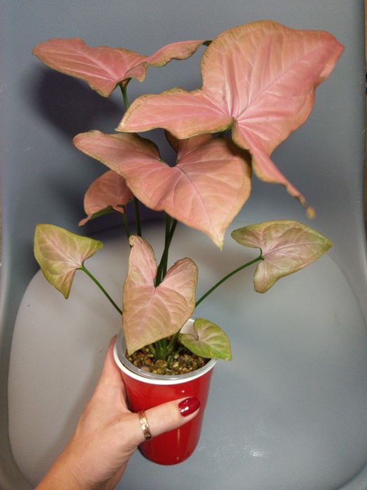 Syngonium Orm Nak