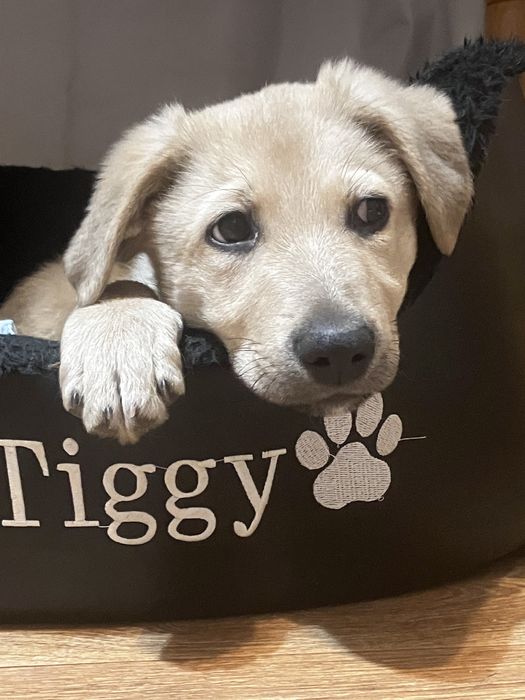 Щенок в добрые руки